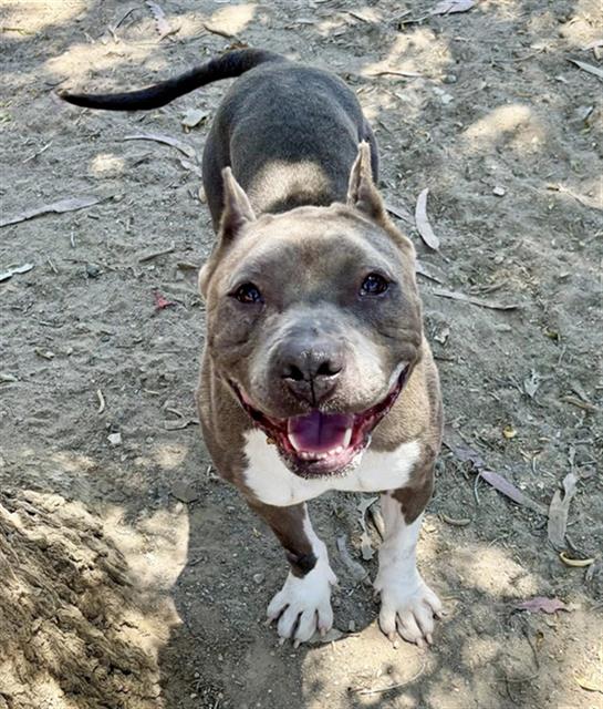 adoptable Dog in Santa Maria, CA named YEMAYA