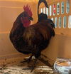 adoptable Chicken in  named TURTLE