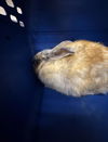 adoptable Rabbit in  named LIL DEBBIE
