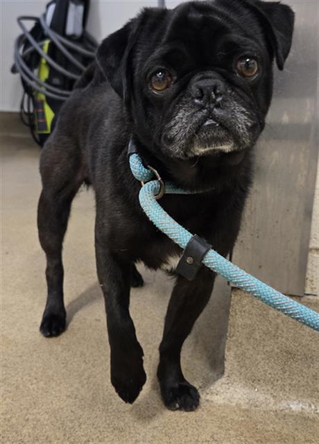 adoptable Dog in Santa Maria, CA named SID