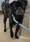 adoptable Dog in  named SID