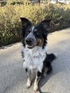 adoptable Dog in  named CHASE