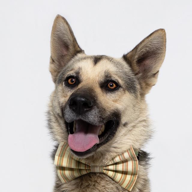 adoptable Dog in Santa Maria, CA named AXEL