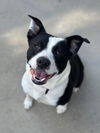 adoptable Dog in  named MINNIE