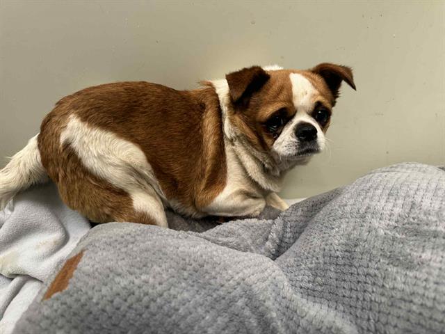 adoptable Dog in Santa Maria, CA named GARBANZO