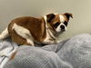 adoptable Dog in  named GARBANZO
