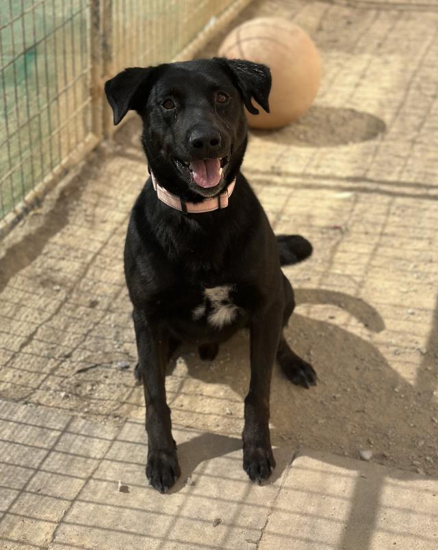 adoptable Dog in Santa Maria, CA named KOOPA