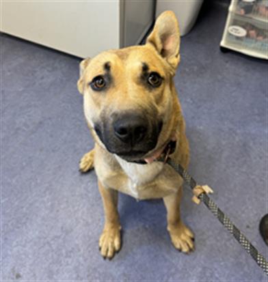 adoptable Dog in Santa Maria, CA named ROCKET