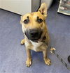 adoptable Dog in  named ROCKET