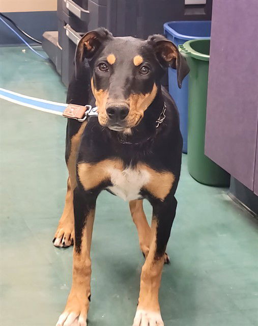 adoptable Dog in Santa Maria, CA named RYKER