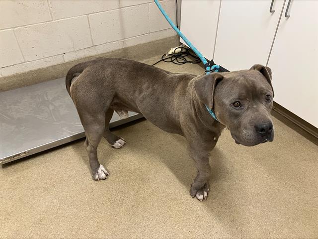 adoptable Dog in Santa Maria, CA named GOOMBA
