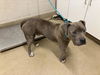 adoptable Dog in  named GOOMBA