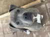adoptable Dog in  named GOOMBA