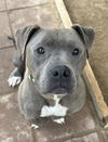 adoptable Dog in  named GOOMBA
