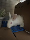 adoptable Rabbit in  named SNOWY