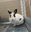 adoptable Rabbit in  named ALFIE