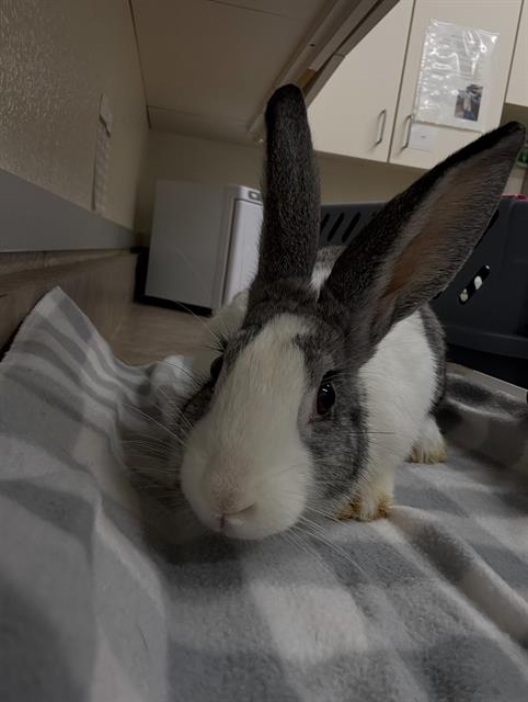 adoptable Rabbit in Santa Maria, CA named ROSHA