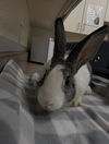 adoptable Rabbit in  named ROSHA
