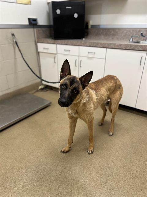 adoptable Dog in Santa Maria, CA named ALAN
