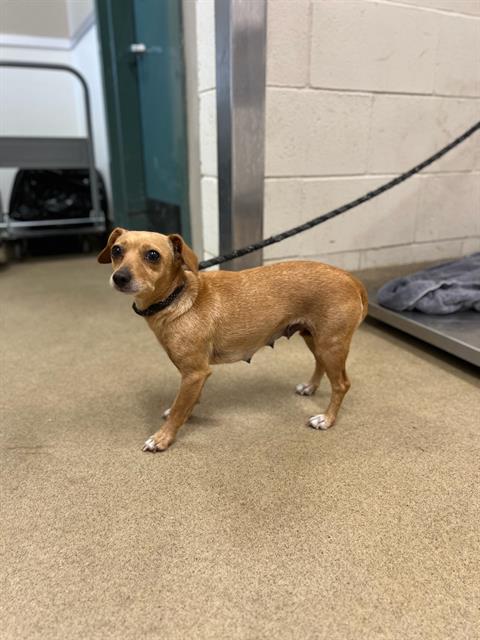 adoptable Dog in Santa Maria, CA named SHAY