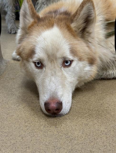 adoptable Dog in Santa Maria, CA named THUNDER