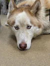 adoptable Dog in  named THUNDER