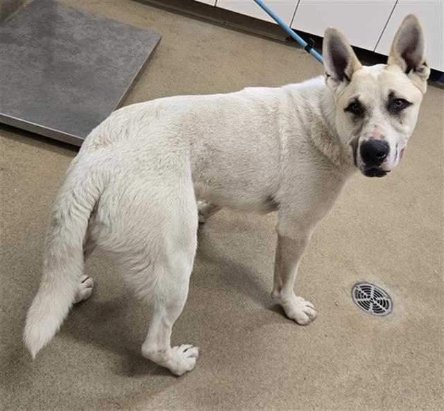 adoptable Dog in Santa Maria, CA named ALASKA