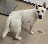 adoptable Dog in  named ALASKA