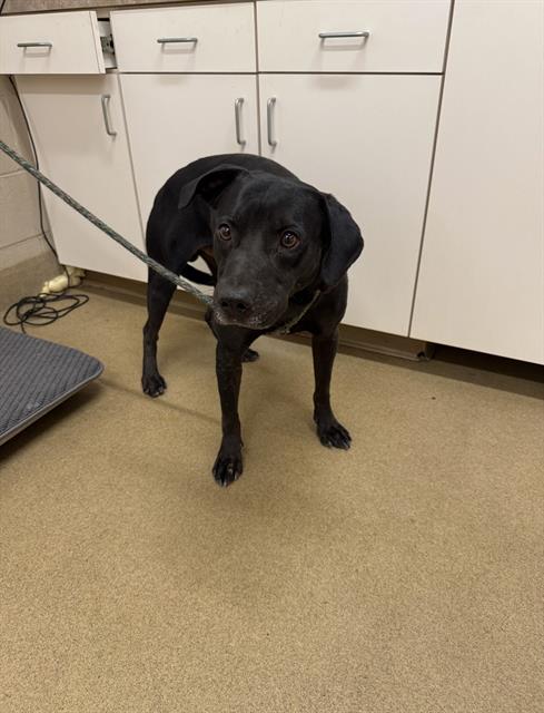 adoptable Dog in Santa Maria, CA named GARY