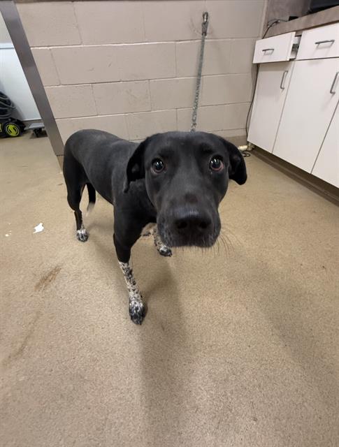 adoptable Dog in Santa Maria, CA named COOKIE