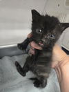 adoptable Cat in  named BIRDIE