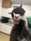 adoptable Cat in  named YELLOW