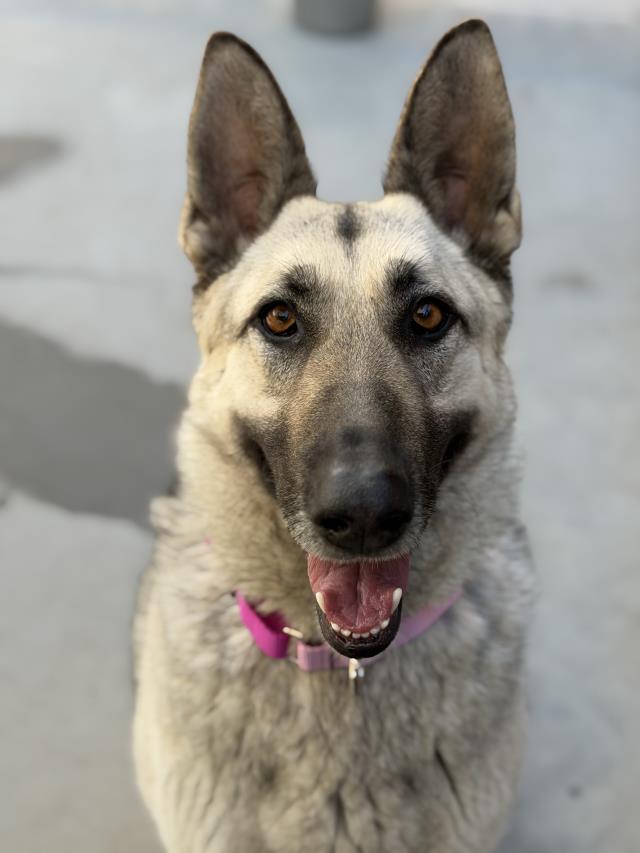 Roxie