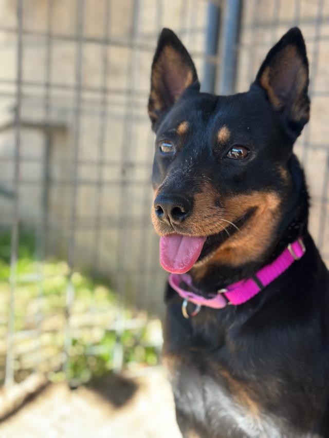 Australian Kelpie
