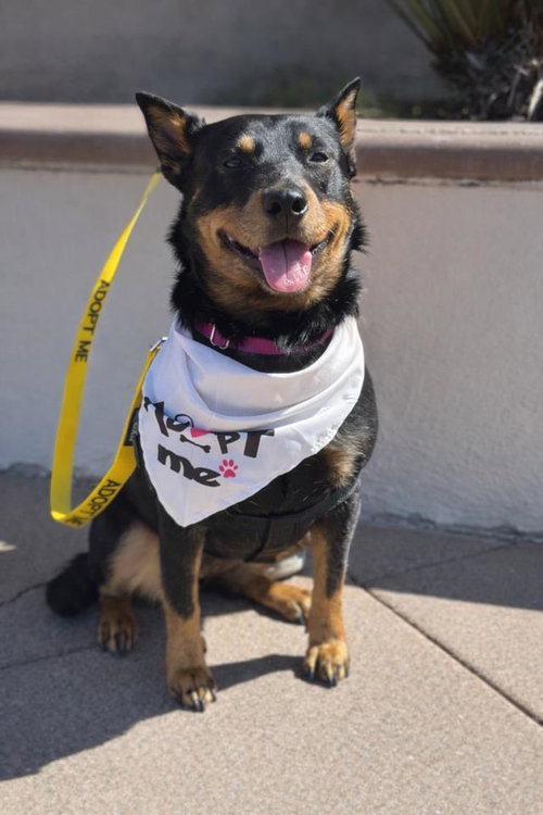 ROSIE, an adoptable Australian Kelpie in Santa Maria, CA