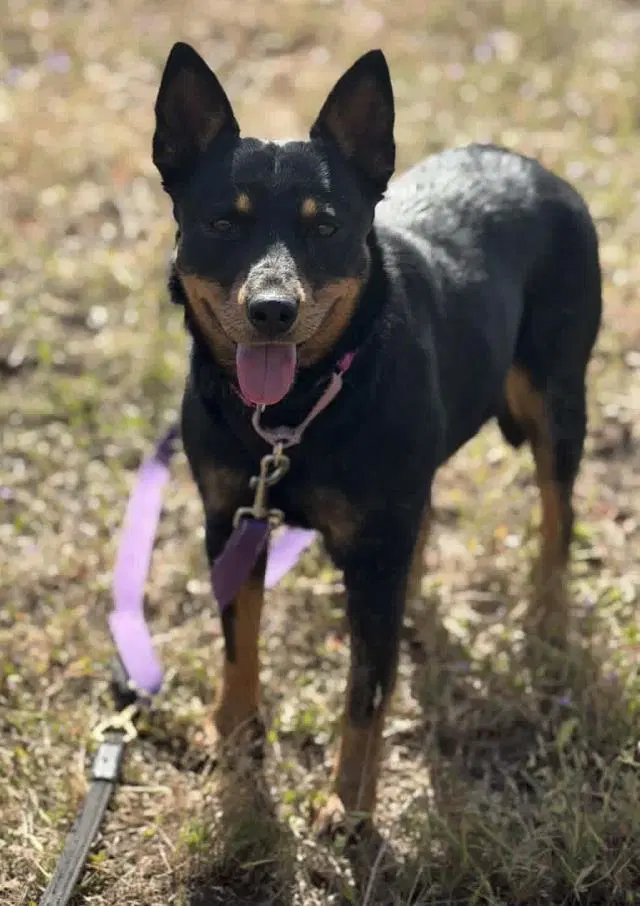 Rosie - Australian Cattle Dog