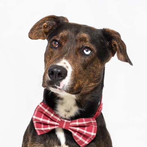 PIRATE, an adoptable Siberian Husky in Santa Maria, CA