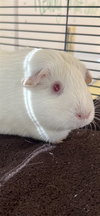 MARSHMELLOW - Photo 1