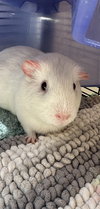CUDDLES - Photo 1