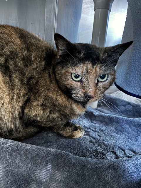 SASHA, an adoptable Domestic Medium Hair in Santa Maria, CA