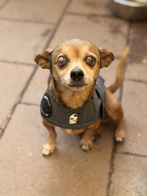 picture of the dog needing adoption