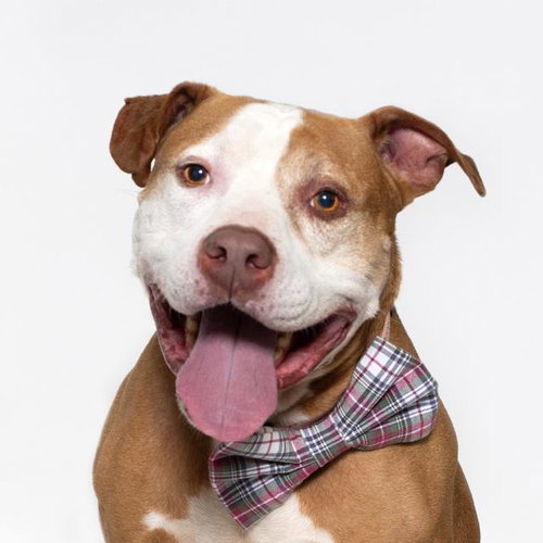 KANE, an adoptable Pit Bull Terrier in Santa Maria, CA