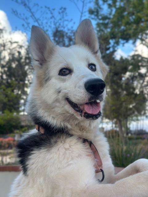 NIBLA, an adoptable Siberian Husky in Santa Maria, CA