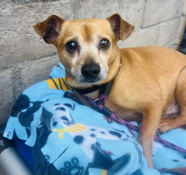 PANCHITO