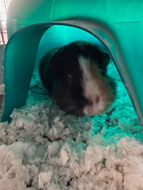 MACKENZIE - Guinea Pig available for adoption