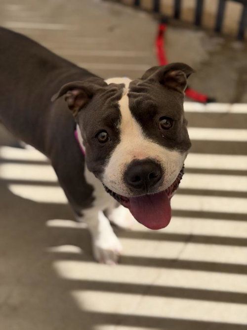 STITCH - Pit Bull Terrier available for adoption