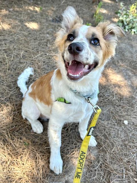 DALLAS, an adoptable Anatolian Shepherd in Santa Maria, CA
