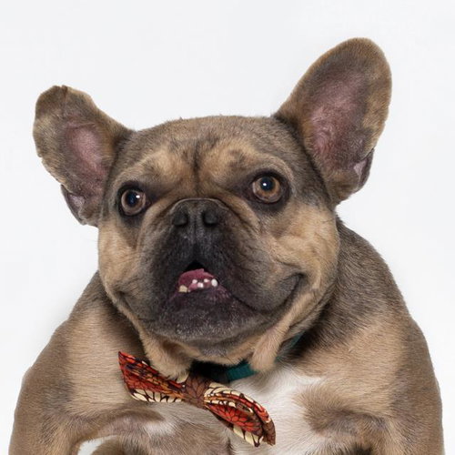 FONZI, an adoptable French Bulldog in Santa Maria, CA