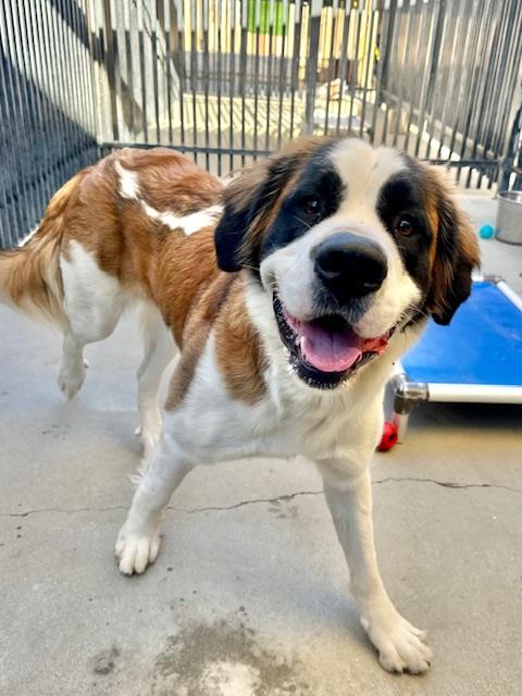 BETTY, an adoptable Saint Bernard in Santa Maria, CA