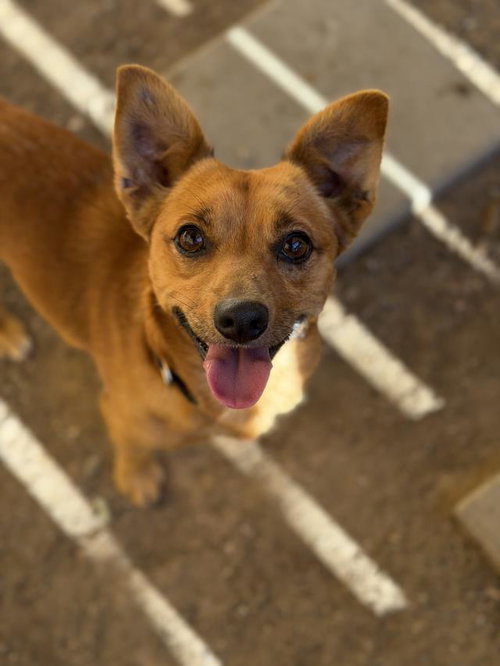 WARREN, an adoptable Chihuahua in Santa Maria, CA